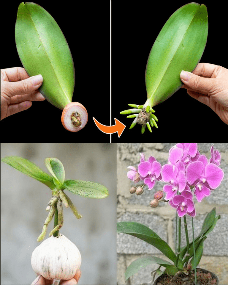 Hur man odlar orkidéer från blad: Vad som fungerar och vad som inte fungerar